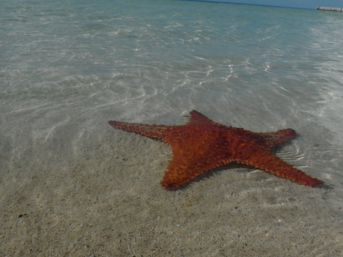 A Caribbean Tale: the End of a Great&nbsp;Chapter