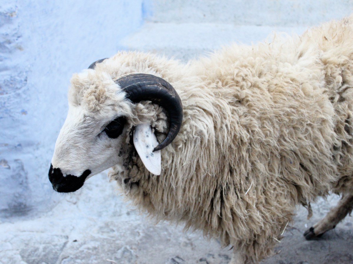 Chefchaouen: Sheep and Dairy&nbsp;Delights