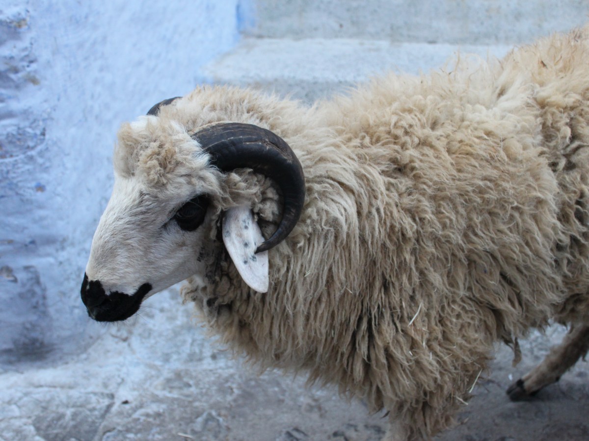 Celebrating Eid Al-Adha in&nbsp;Morocco