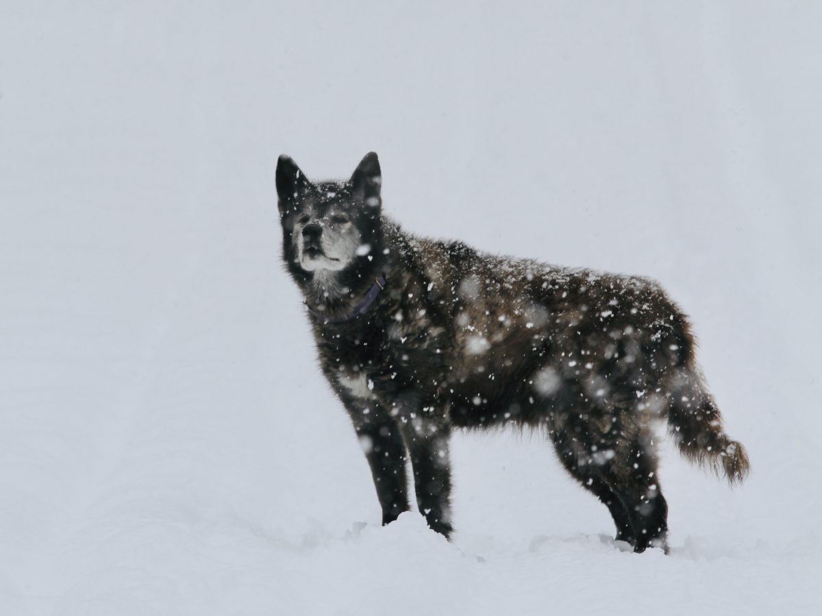 Will You Tell Me,&nbsp;Juno…