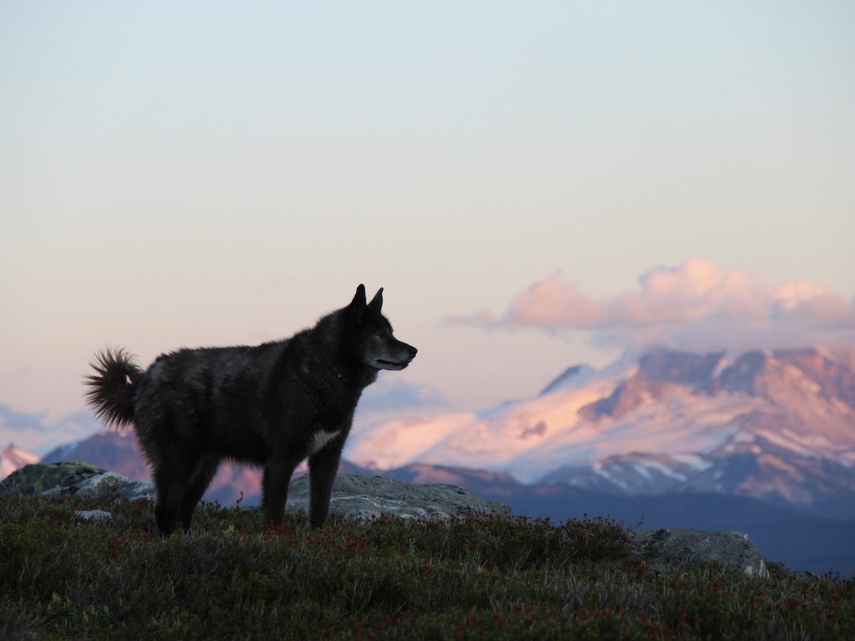 The Lasts With an Old&nbsp;Dog