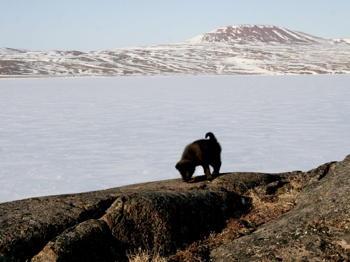 A Lifetime of&nbsp;Juno