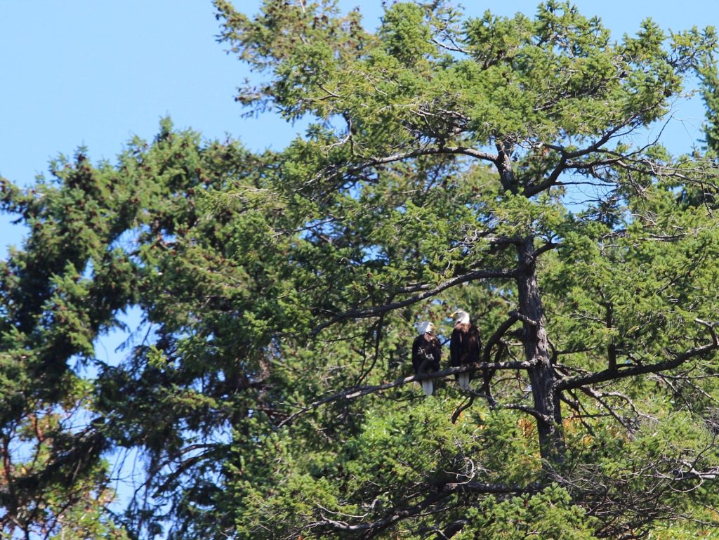 Two bald eagles perched on a tree branch surrounded by green foliage under a clear blue sky.