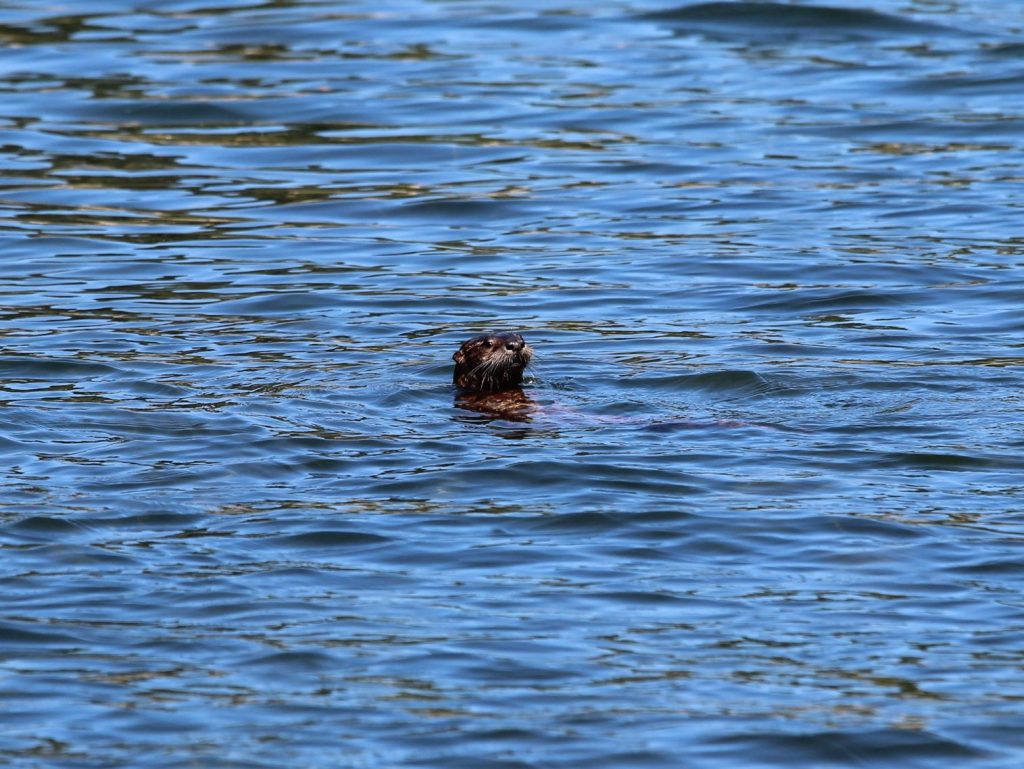 A curious otter floating on its back in calm blue waters, playfully snacking on fish.